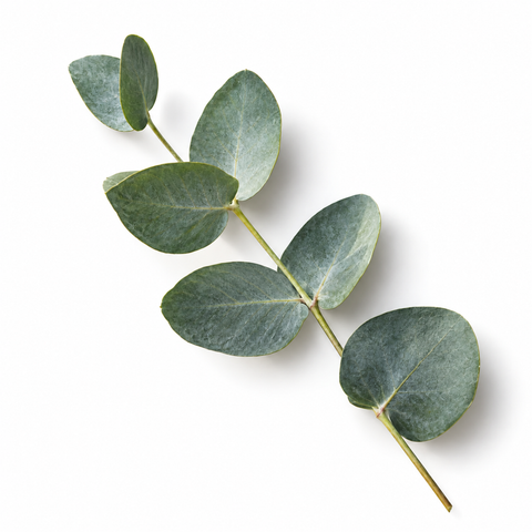 Eukalyptus